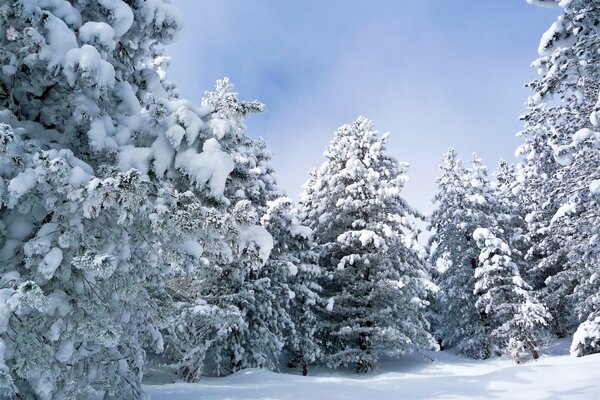 El bosque está enterrado bajo una gruesa capa de nieve