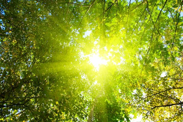 Le soleil brille à travers la Couronne des arbres