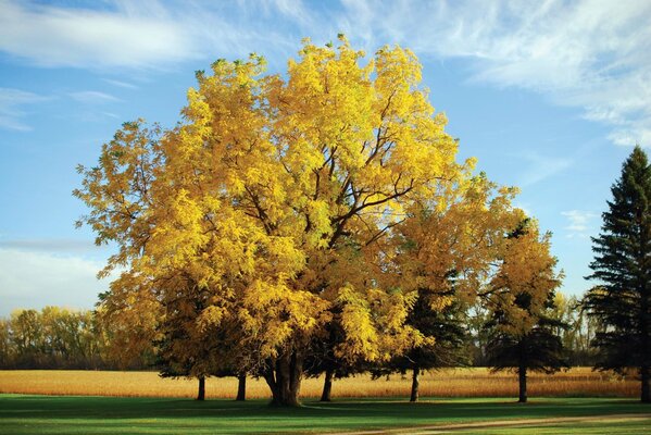 Árbol de otoño con hojas amarillas