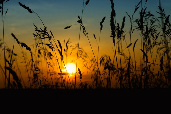 Sunset through the field spikelets