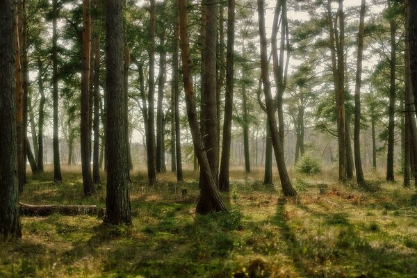 A wonderful autumn day in the forest