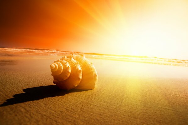 Schöner Sonnenuntergang am Meer. Die Schale erwärmt sich in der Sonne