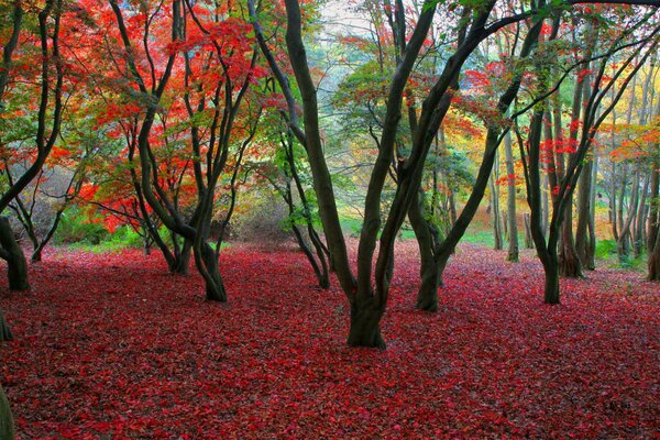 L autunno brilla con colori diversi