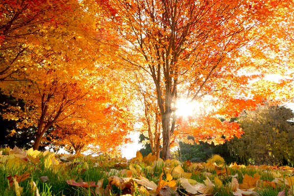 Les rayons du soleil regardent à travers l arbre d automne