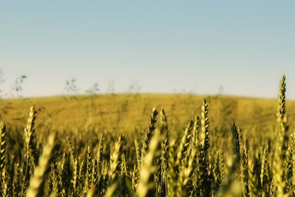 Cornfield and blue sky