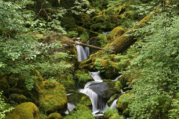 Ein Bach, der auf Steinen im Wald läuft