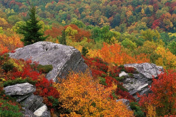 Very beautiful nature in the forest. All trees are multicolored