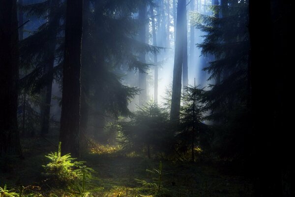 La beauté de la forêt d été dans la brume