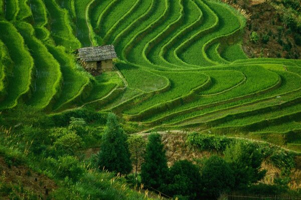 Casa solitaria sullo sfondo di un campo verde brillante