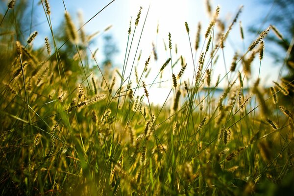 Summer grass. River and reeds