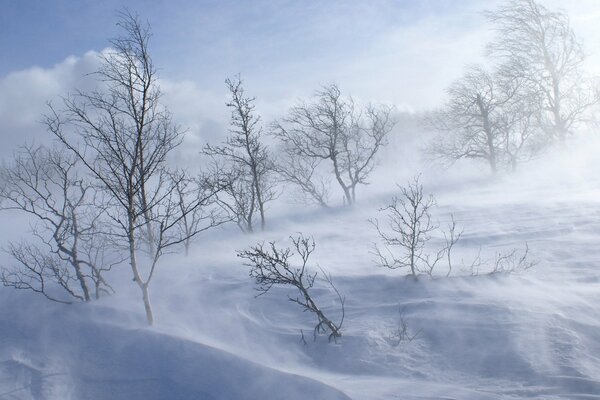 C est un hiver froid. Les arbres remarquent la tempête de neige