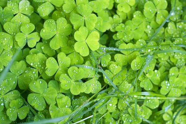 Rugiada mattutina sul trifoglio verde