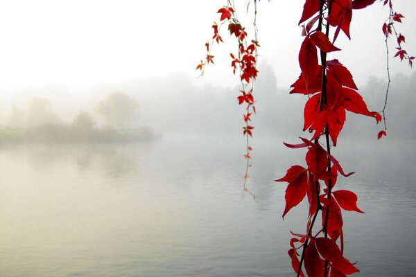 Ramas de arce contra la niebla sobre el río