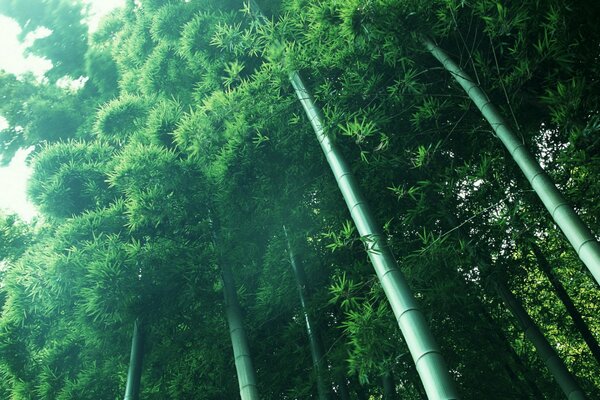 Tall bamboo in a light forest