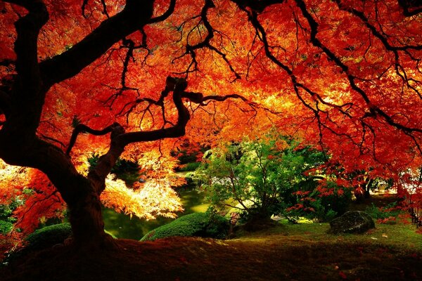 Fantastischer verzweigter Baum im Herbstwald