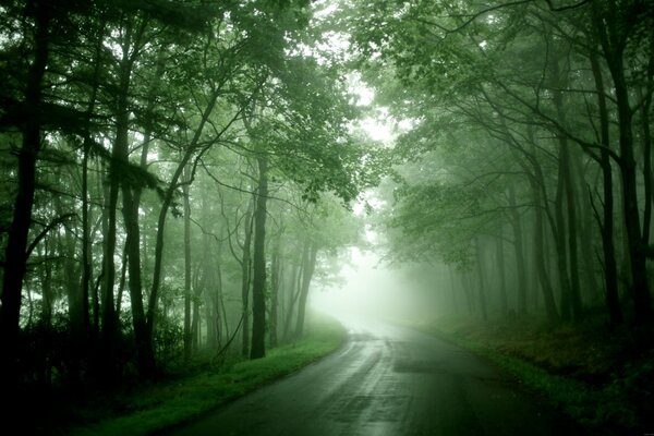 The road to the forest with green fog