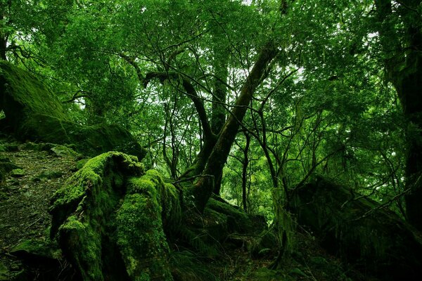 Foresta verde, muschio, natura