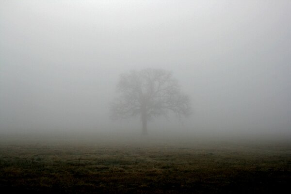 A tree in a foggy field