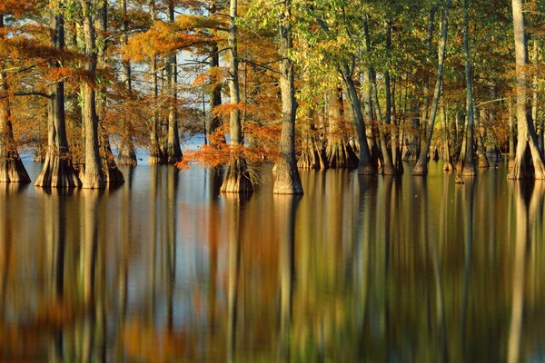 Natura autunnale: gli alberi si riflettono nell acqua