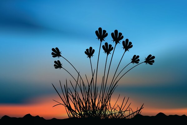 Schöne Blumen am Sonnenuntergang