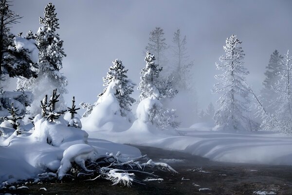 Winter snowdrifts among the Christmas trees