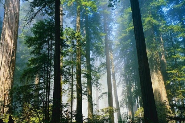 Photos of giant tree trunks