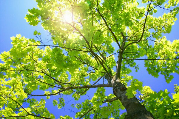 The trunk of a green tree and leaves