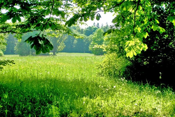 Summer glade on a sunny day