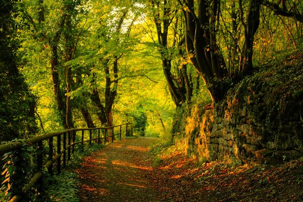 Forêt d automne le long de la route