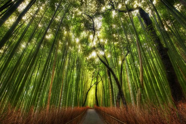 A narrow path inside a bamboo grove