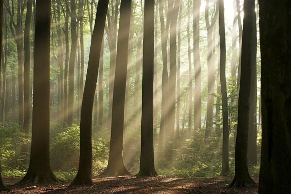 I raggi del sole illuminano gli alberi