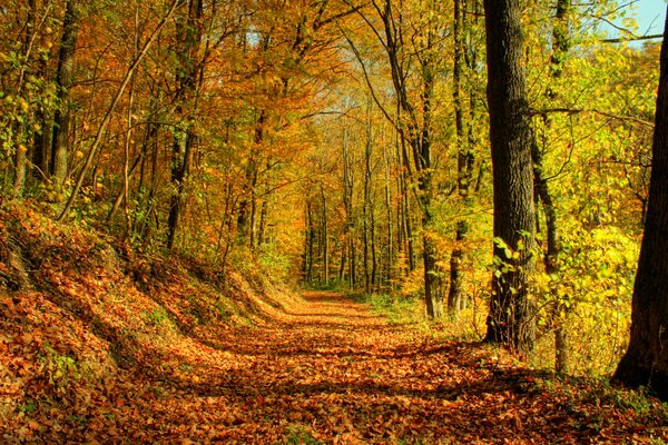 Strada autunnale cosparsa di foglie