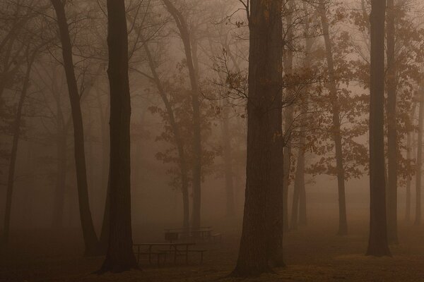 Morgendlicher Dunst im dunklen Wald