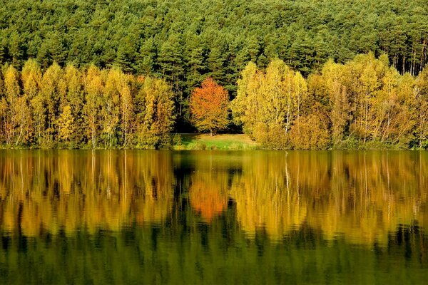 À travers le miroir. Matrice naturelle. SYNCHRON