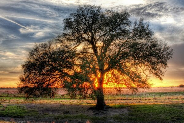 Arbre ramifié dans la nature au coucher du soleil