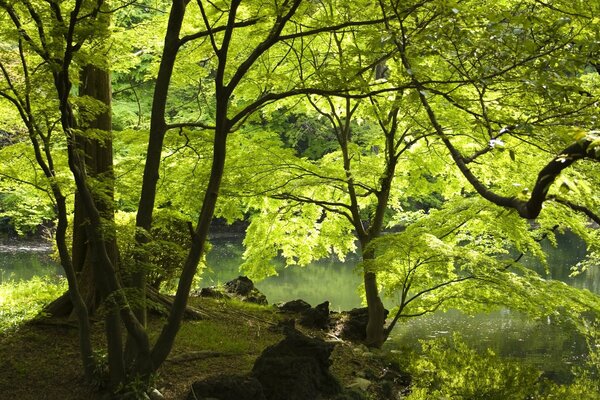 Paysage forestier confortable sur fond de rivière