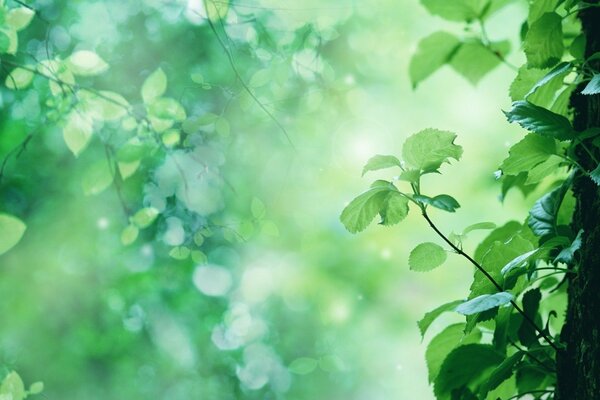 I raggi del sole cadono sulle foglie degli alberi