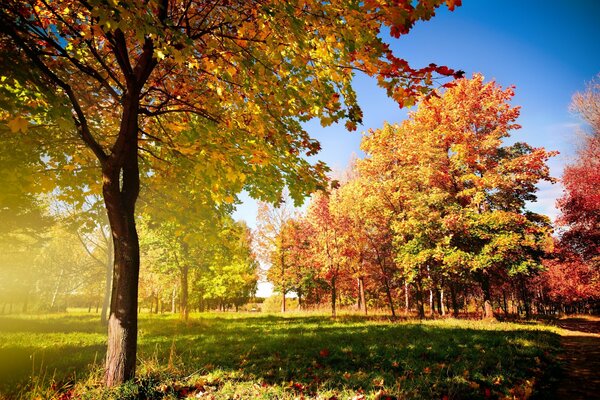 Foresta autunnale al mattino, fogliame caduto