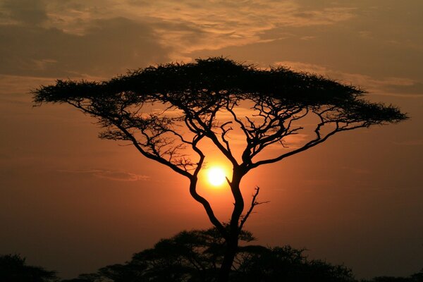 Der Baum im Sonnenuntergang sieht sehr geheimnisvoll aus