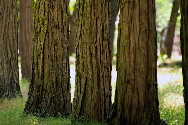 Trees with thick trunks in the park