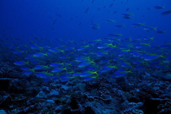 A flock of blue fish in the ocean