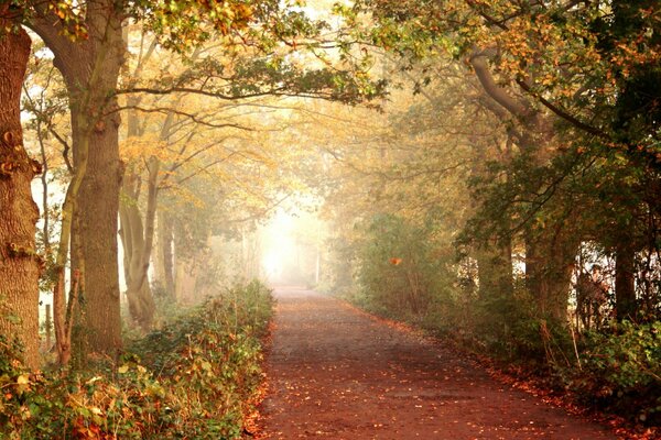 Forest path around the autumn forest