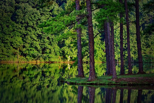 Reflejo en el agua del bosque