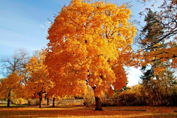 Golden autumn trees on the edge of the forest