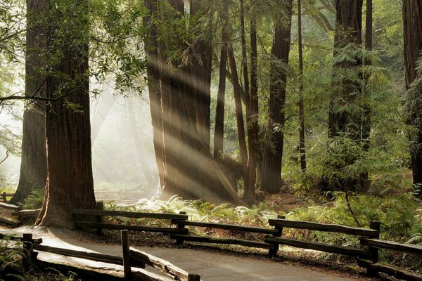 Les rayons du soleil illuminent le sentier forestier