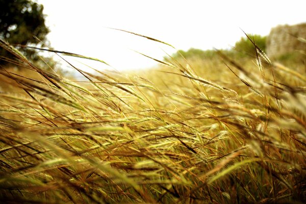 Grass stalks in a huge field