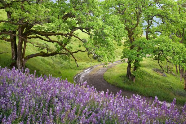 La strada per la foresta con un bellissimo orizzonte