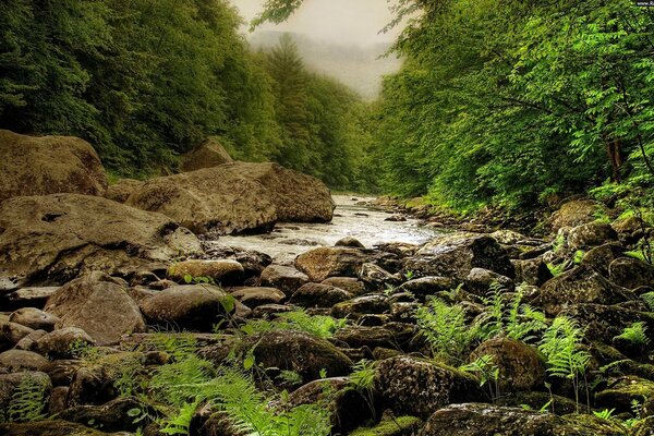 A river among stones in a green forest