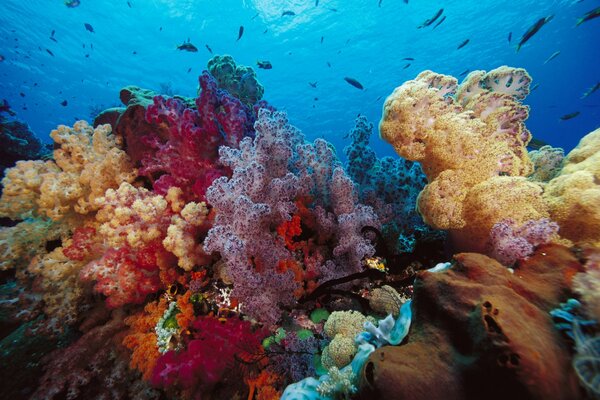 Colorful corals and marine life