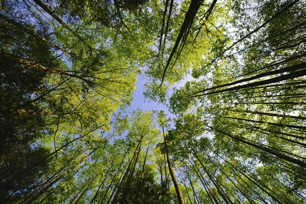 Le corone degli alberi poggiano contro il cielo